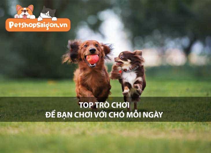 Top trò chơi để bạn chơi với chó mỗi ngày