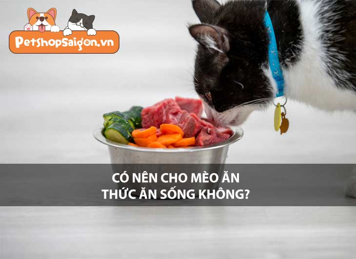 Có nên cho mèo ăn thức ăn sống không?