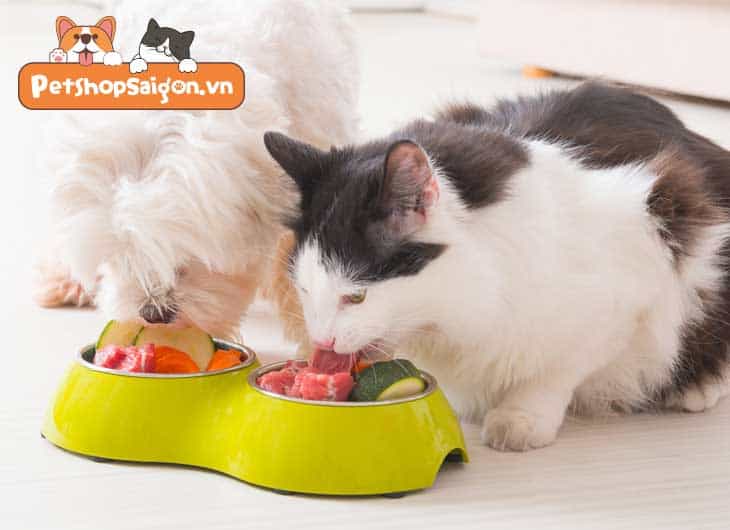 Có nên cho mèo ăn thức ăn sống không?