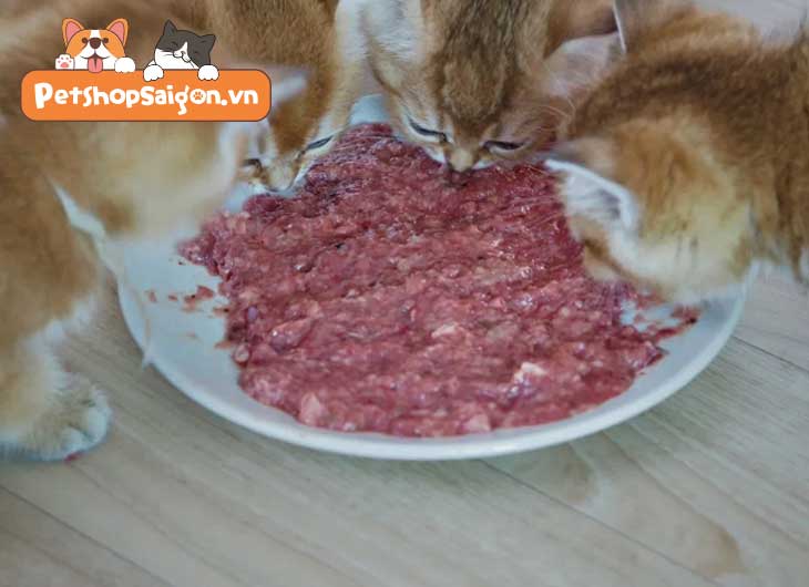 Có nên cho mèo ăn thức ăn sống không?