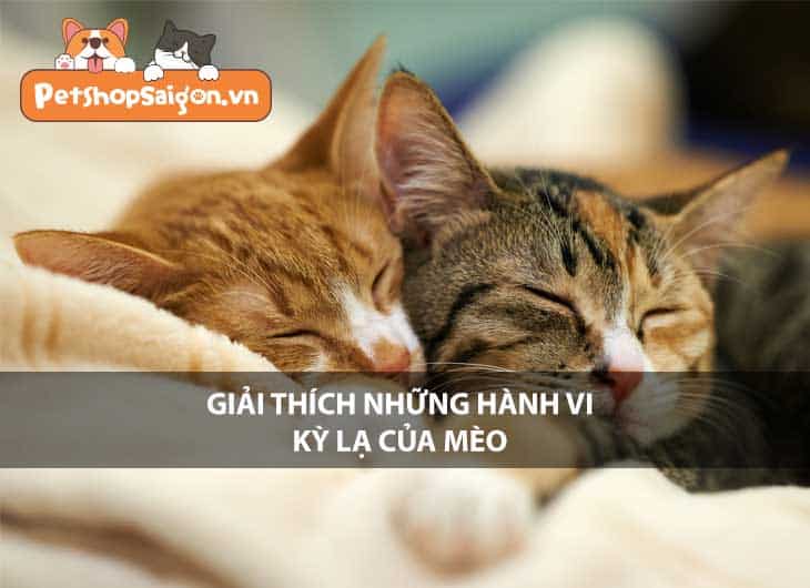 Giải thích những hành vi kỳ lạ của mèo