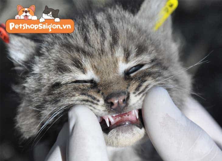 kiến thức cơ bản về chăm sóc răng miệng cho mèo con