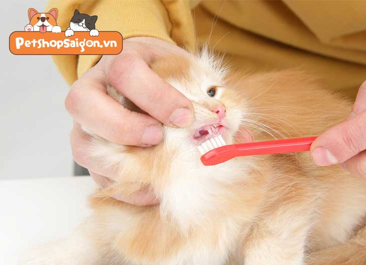 kiến thức cơ bản về chăm sóc răng miệng cho mèo con