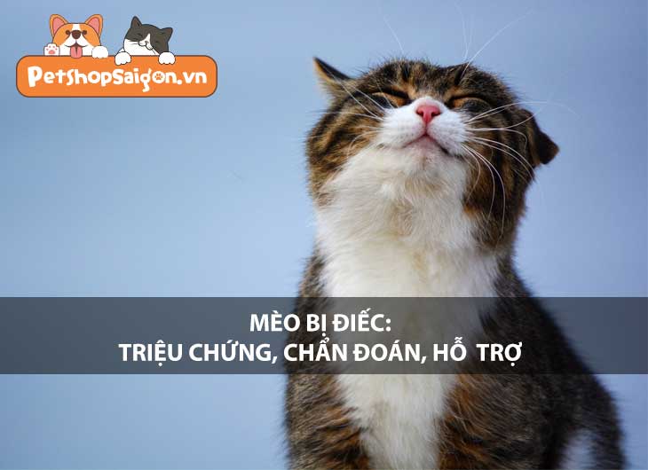 Mèo bị điếc: Triệu chứng, chẩn đoán và hỗ trợ