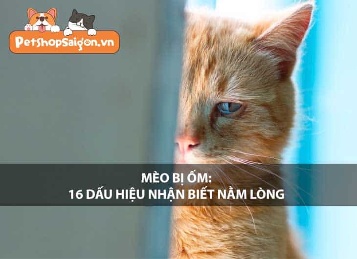 Mèo bị ốm: 16 dấu hiệu nhận biết nằm lòng