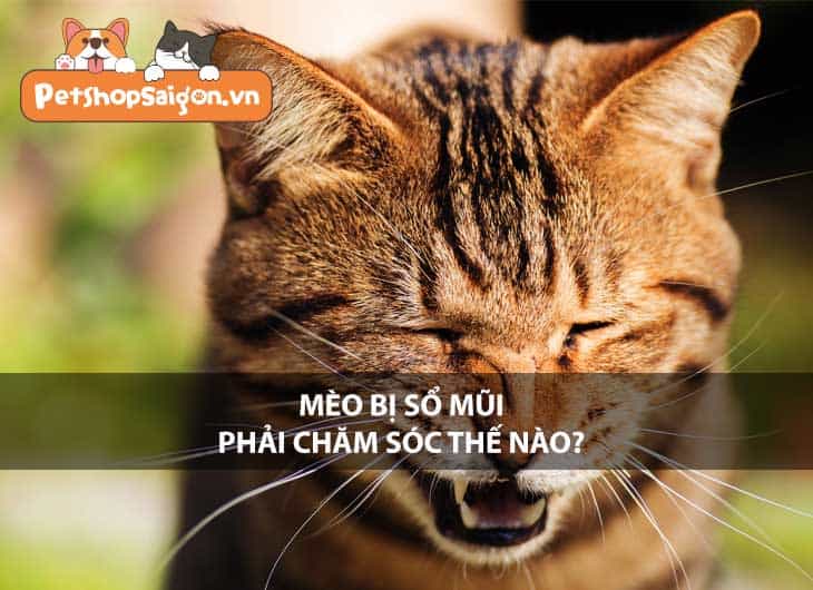 Mèo bị sổ mũi phải chăm sóc thế nào?