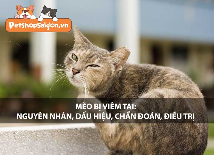 Mèo bị viêm tai: Nguyên nhân, dấu hiệu, chẩn đoán, điều trị