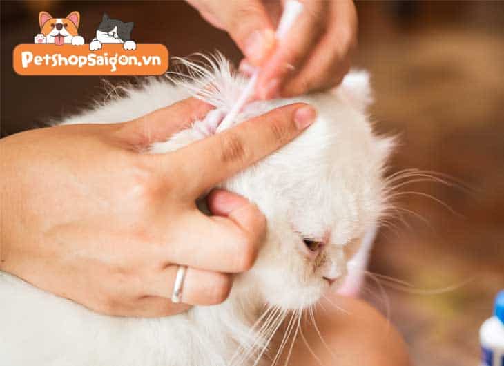 Mèo bị viêm tai: Nguyên nhân, dấu hiệu, chẩn đoán, điều trị