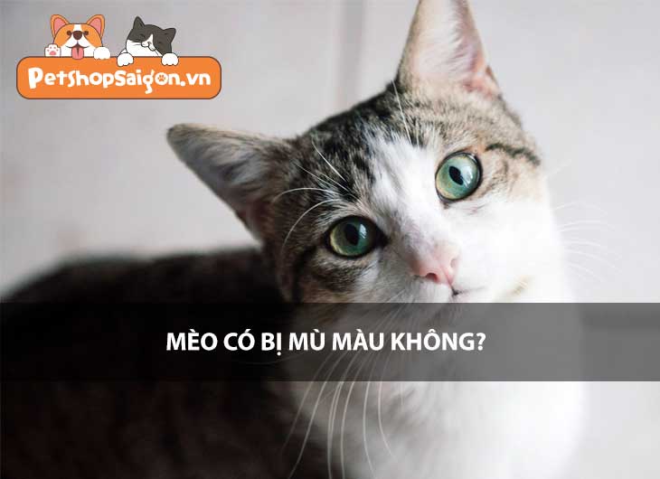 Mèo có bị mù màu không?