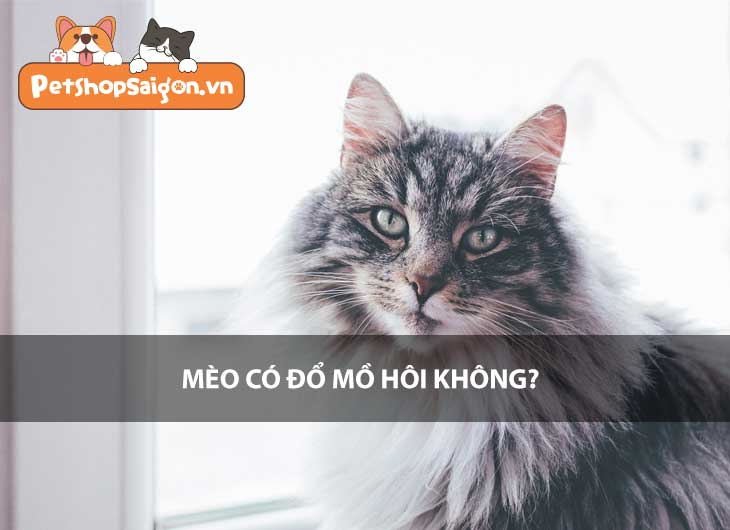 Mèo có đổ mồ hôi không?