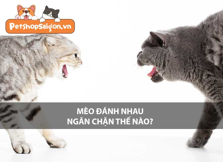 Mèo đánh nhau ngăn chặn thế nào?