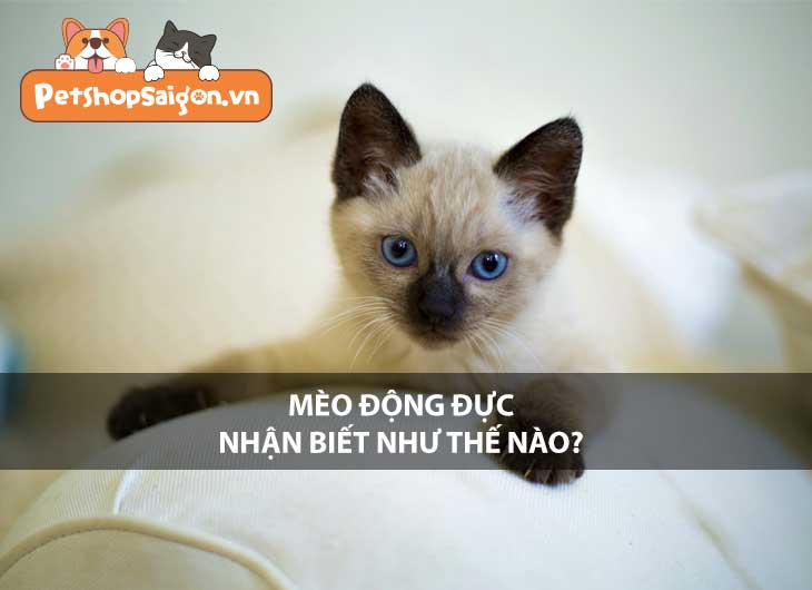 Mèo động đực nhận biết như thế nào?