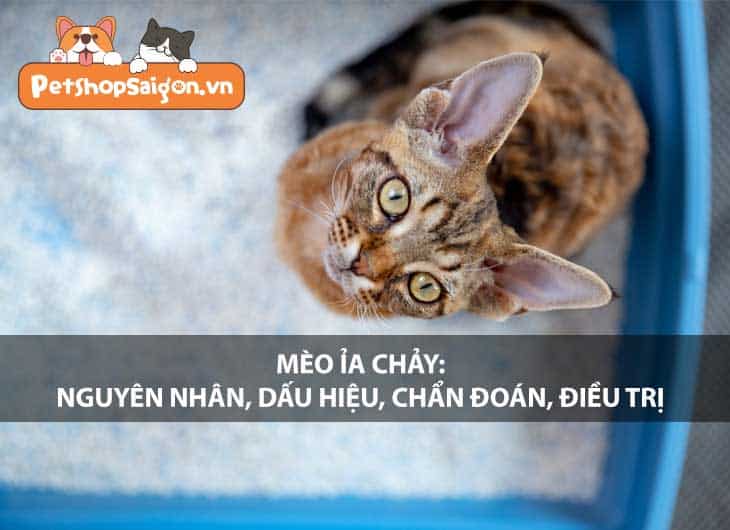 Mèo ỉa chảy: Nguyên nhân, dấu hiệu, chẩn đoán, điều trị