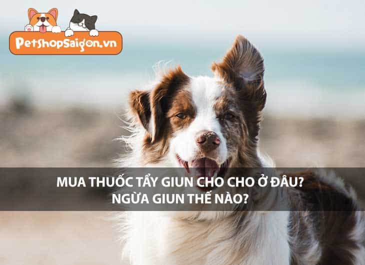 Mua thuốc tẩy giun cho chó ở đâu? Ngừa giun thế nào?