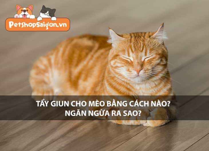 Tẩy giun cho mèo bằng cách nào? Ngăn ngừa ra sao?