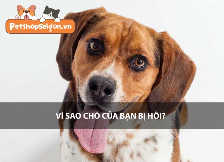 Vì sao chó của bạn bị hôi?