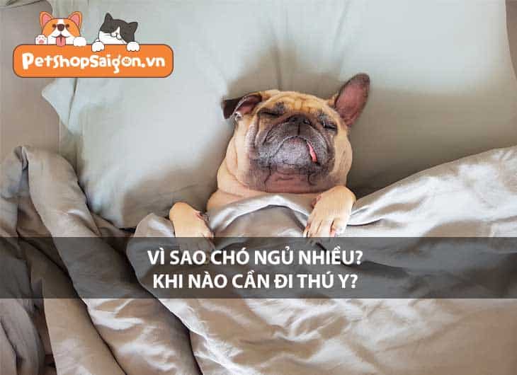 Vì sao chó ngủ nhiều? Khi nào cần đi thú y?