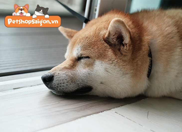 Vì sao chó ngủ nhiều? Khi nào cần đi thú y?