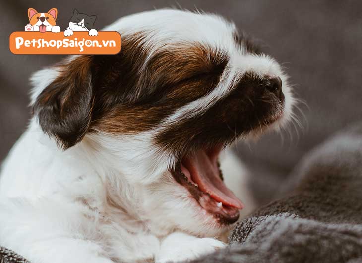 Vì sao chó ngủ nhiều? Khi nào cần đi thú y?