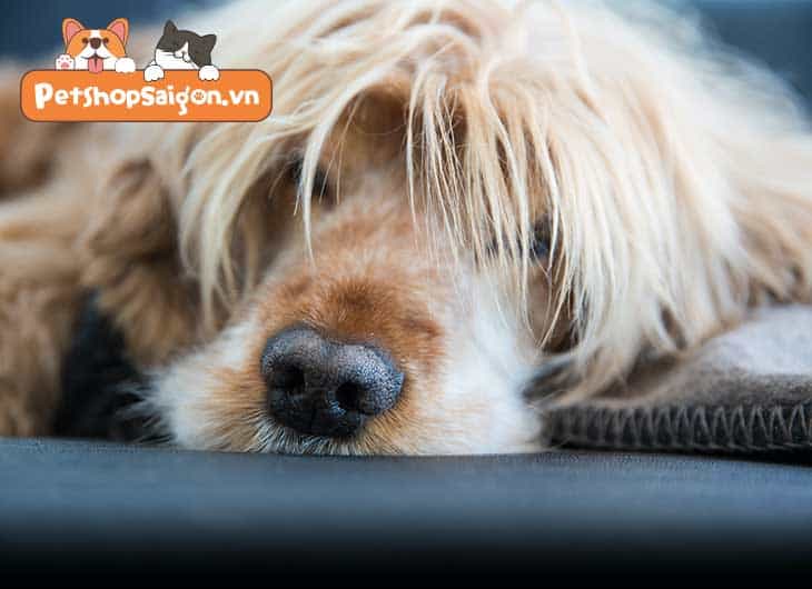 Vì sao chó ngủ nhiều? Khi nào cần đi thú y?