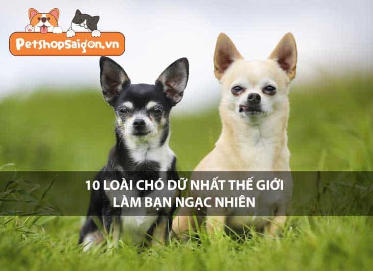 Top 10 loài chó dữ nhất thế giới làm bạn ngạc nhiên