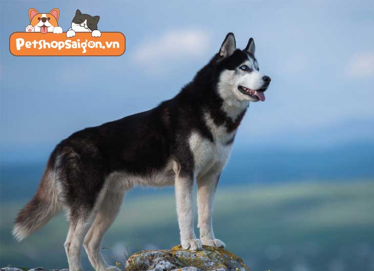 10 loài chó dữ nhất thế giới