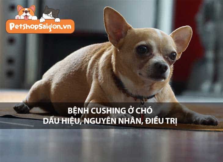 Bệnh Cushing ở chó: Dấu hiệu, nguyên nhân, điều trị