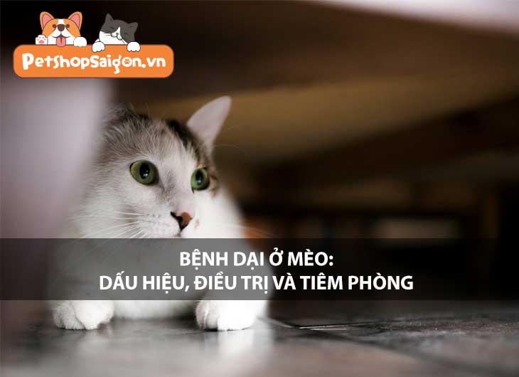 Bệnh dại ở mèo: Dấu hiệu, điều trị và tiêm phòng