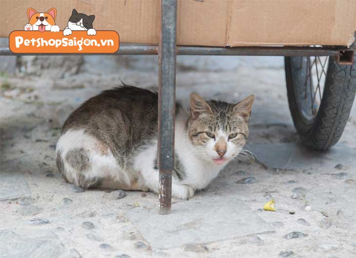 Bệnh dại ở mèo: Dấu hiệu, điều trị và tiêm phòng | PetshopSaigon