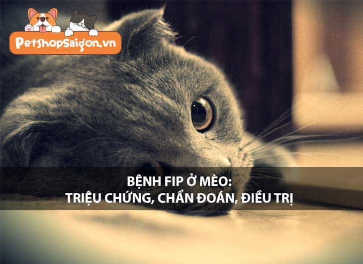 Bệnh FIP ở mèo: Triệu chứng, chẩn đoán, điều trị