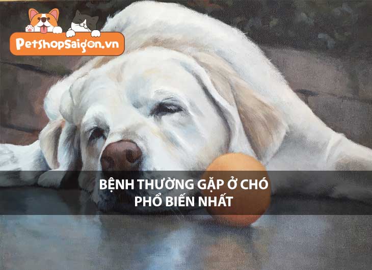 Bệnh thường gặp ở chó phổ biến nhất