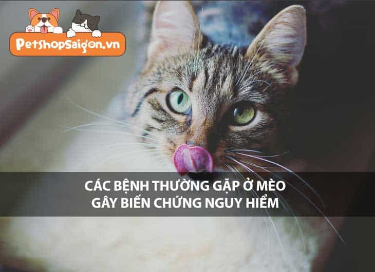 Các bệnh thường gặp ở mèo gây biến chứng nguy hiểm