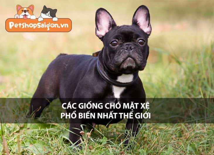 Các giống chó mặt xệ phổ biến nhất thế giới