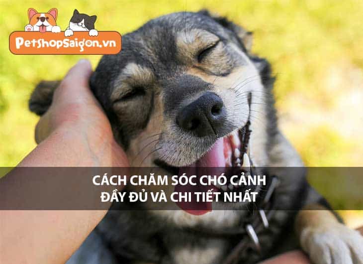 Cách chăm sóc chó cảnh đầy đủ và chi tiết nhất