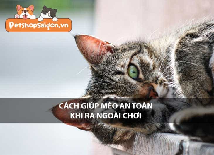 Cách giúp mèo an toàn khi ra ngoài chơi