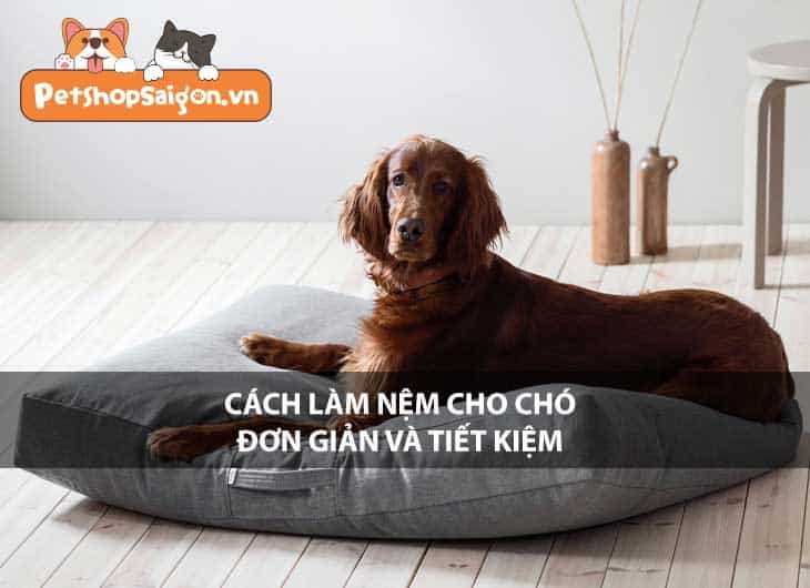 Cách làm nệm cho chó đơn giản và tiết kiệm