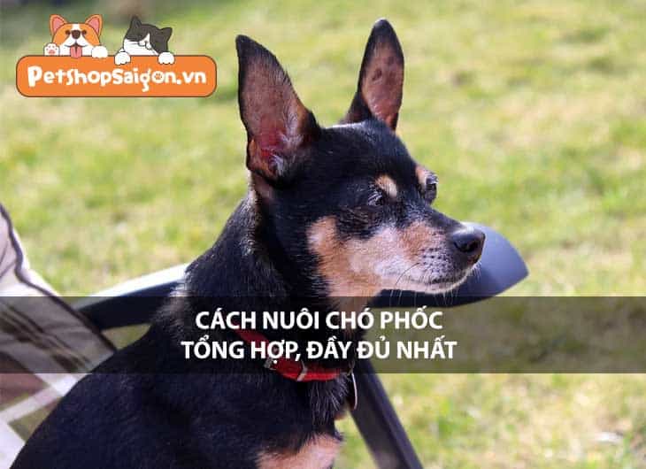 Cách nuôi chó Phốc tổng hợp đầy đủ nhất