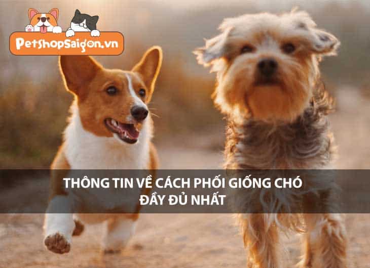 Thông tin về cách phối giống chó đầy đủ nhất