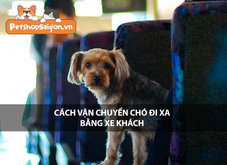 Cách vận chuyển chó đi xa bằng xe khách