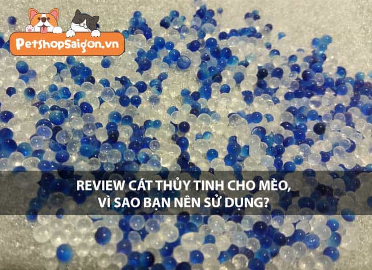 Review cát thủy tinh cho mèo, vì sao bạn nên sử dụng?