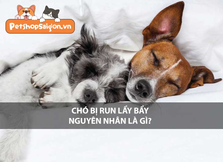 Chó bị run lẩy bẩy nguyên nhân là gì?