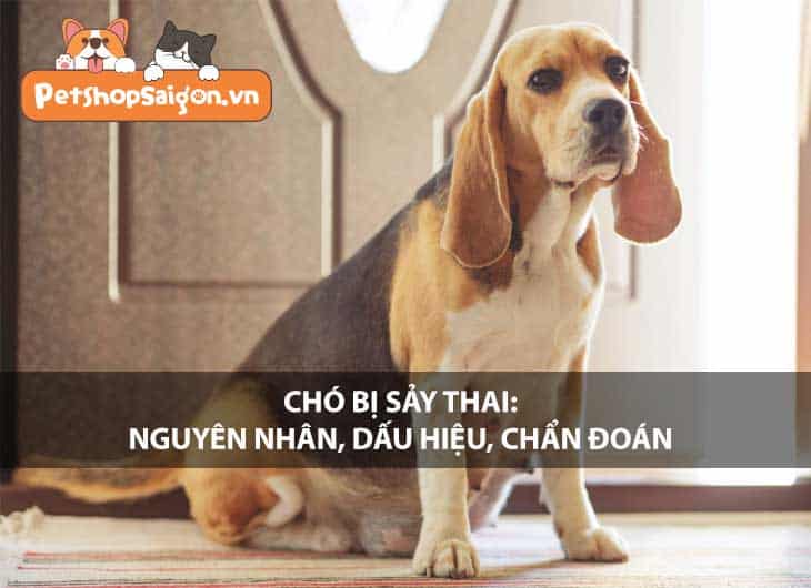 Chó bị sảy thai: Nguyên nhân, dấu hiệu, chẩn đoán