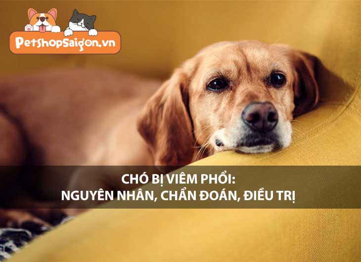 Chó bị viêm phổi: Nguyên nhân, chẩn đoán, điều trị