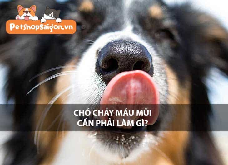 Chó chảy máu mũi cần phải làm gì?