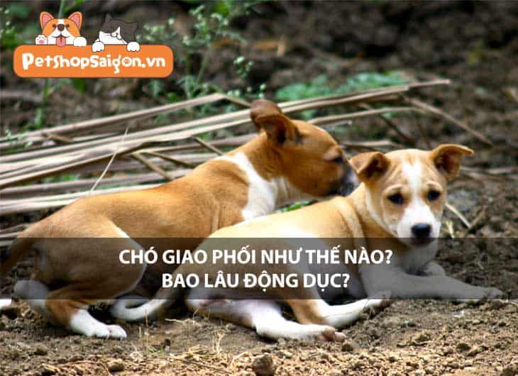 Chó giao phối như thế nào? Bao lâu động dục?