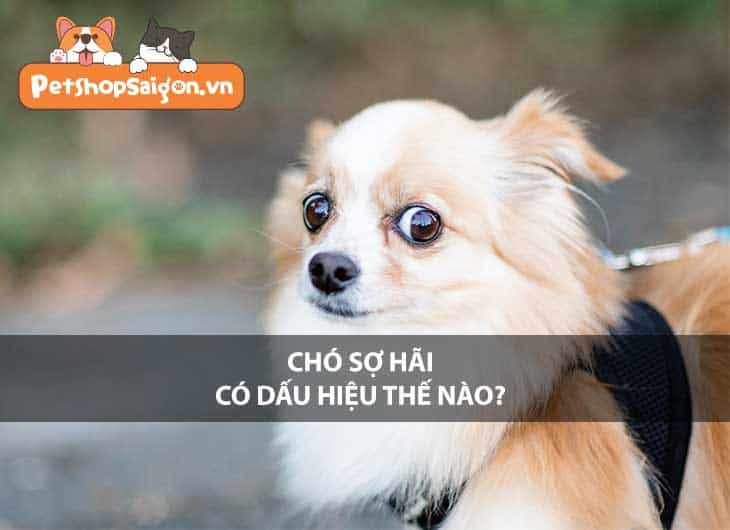 Chó sợ hãi có dấu hiệu thế nào?