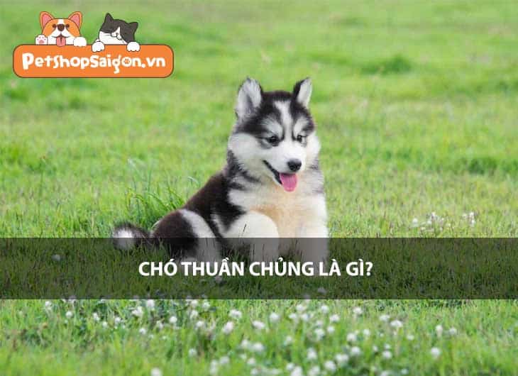 Chó thuần chủng là gì?