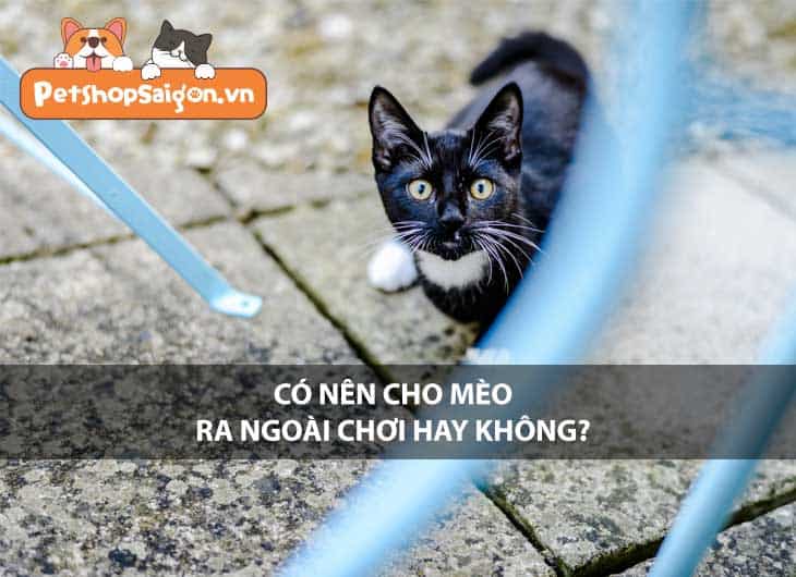 Có nên cho mèo ra ngoài chơi hay không?