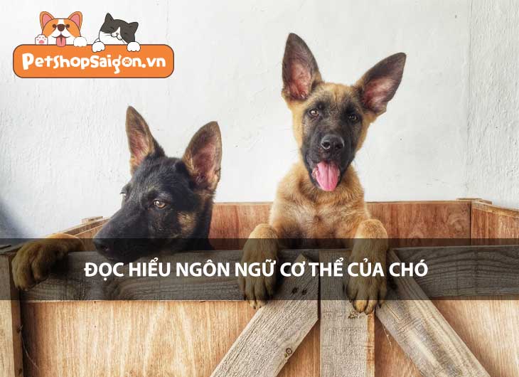 Đọc hiểu ngôn ngữ cơ thể của chó