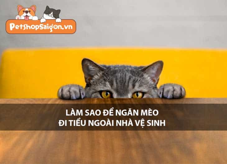 Làm sao để ngăn mèo đi tiểu ngoài nhà vệ sinh?